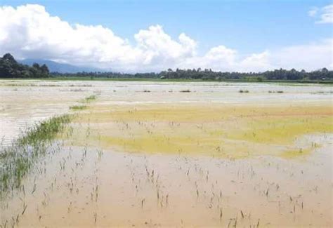 Hujan Guyur Abdya Puluhan Hektar Tanaman Padi Terancam Mati Daerah