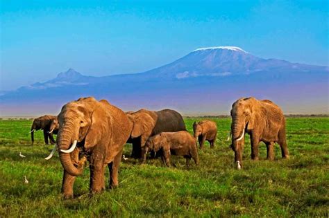 Elefante Esta Em Extinção - Notícias sobre Animais em extinção | Exame