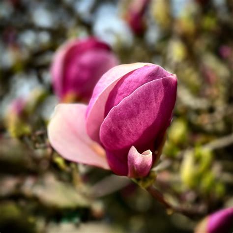 Flowers Magnolia Petals Free Photo On Pixabay Pixabay