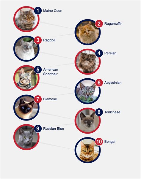 Cat Breed Popularity Chart at Raymond Gillespie blog