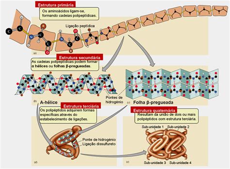 Cadeias Polipeptídicas - Bio Cantalice: PROTEÍNAS
