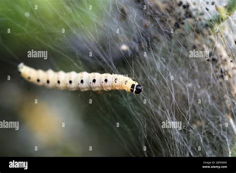 ermine moth, ermine moths Stock Photo - Alamy