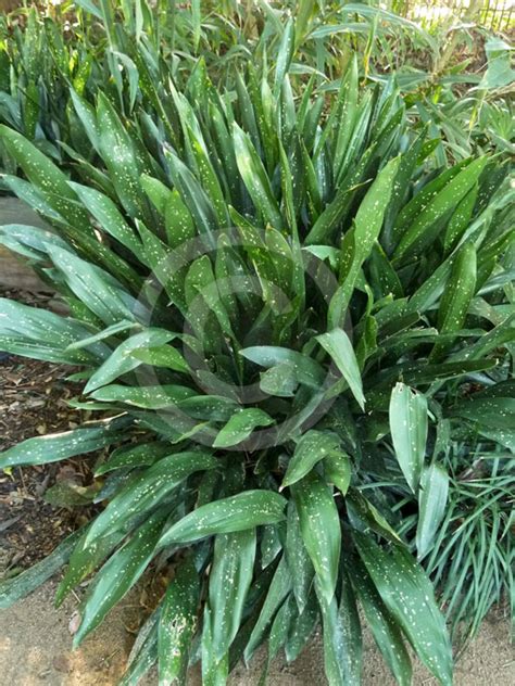 Aspidistra Lurida Ginga Spotted Cast Iron Plant Aspidistra