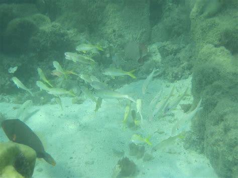 Moorea Underwater Pictures 109