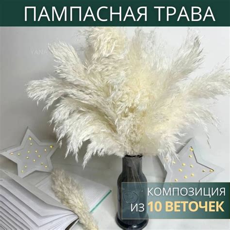 Сухоцветы Пампасная трава, 43 см, 10 шт купить на OZON по низкой цене ...