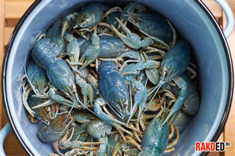 РАКОЕД.ру - галерея