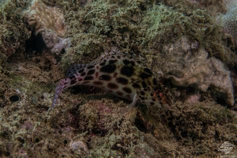 Spotted Hawkfish-Facts-Photographs - Seaunseen