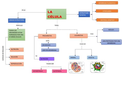 Mapa Conceptual De Las Partes De La Celula Y Vegetal Infoupdate Org