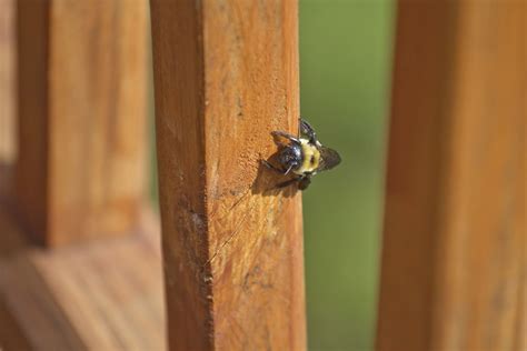 How To Get Rid Of Carpenter Bees Naturally Angi