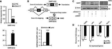 Ddx And Ddx Control Smrt Protein Expression Level A Rt Qpcr