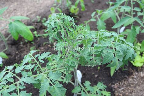 Томат Синий ананас: описание сорта, ОТЗЫВЫ (5) | tomatland.ru