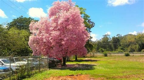 Árbol De Roble Pastilla Pr Flowering Trees Plants Tropical Tree