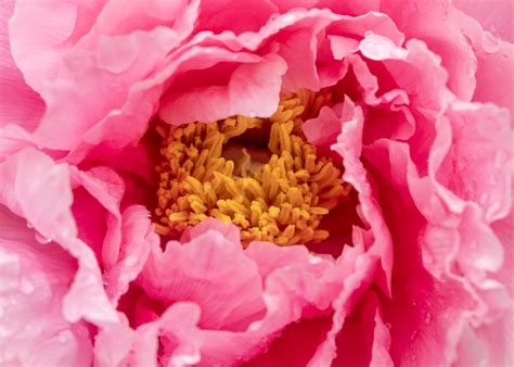 Peony Flower Poster By Karen Foley Displate