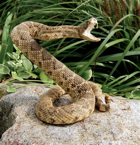 viper - Kids | Britannica Kids | Homework Help