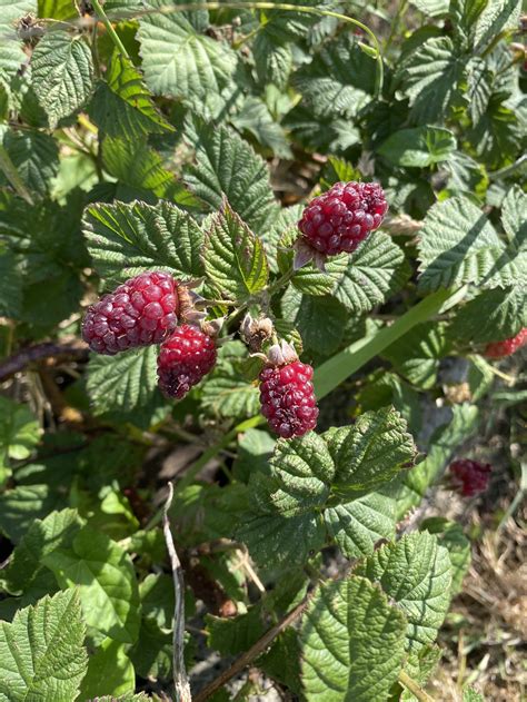Raspberries and roses — Kinimori