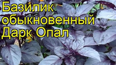 Базилик обыкновенный Дарк Опал. Краткий обзор, описание характеристик ...