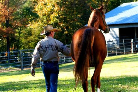 Horse Colic Signs, Causes & How You Can Prevent Colic In Horses! Must ...