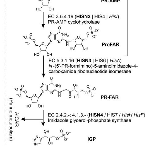 Organization Of The Histidine Biosynthetic Pathway Hbp In Plants