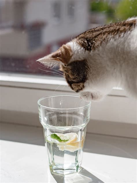 tips for cat not drinking indoors 5