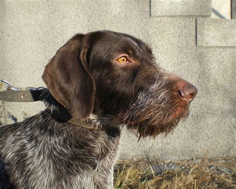 Дратхаар - это отличная охотничья порода собак