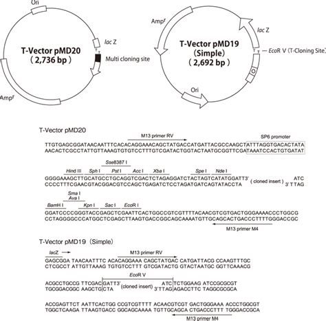 vector  vectorifiedcom collection   vector   personal