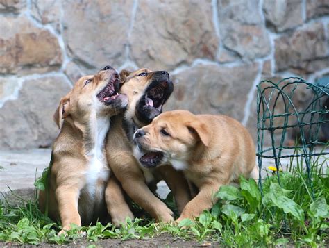 Щенки Кадебо Ideal Dogs Giv