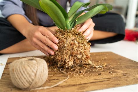 Kokedama Significado Como Fazer Quais Plantas E Suporte Usar