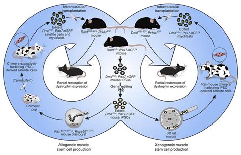 JCI Generation Of Allogeneic And Xenogeneic Functional Muscle Stem