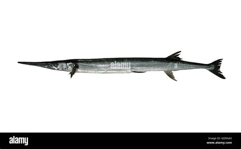 pipefish strongylura marina stock photo alamy