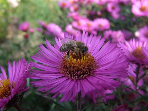 Aster Bee Herbstaster Free Photo On Pixabay Pixabay