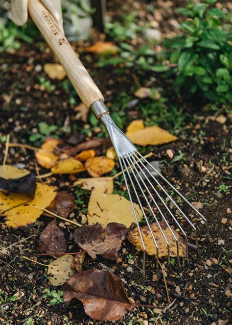 How To: Prune Shrub Roses – Burford Garden Co.