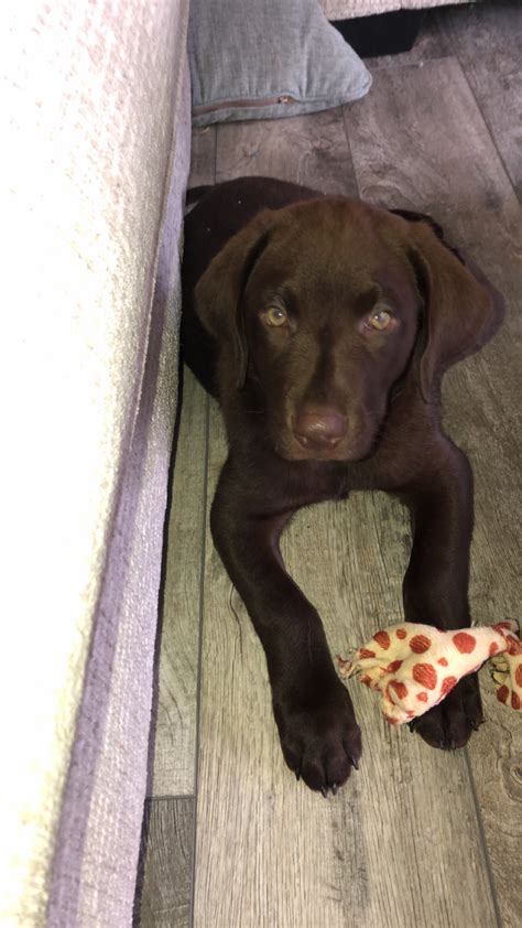 Lancaster Puppies Reviews - 148 Reviews of Lancasterpuppies.com