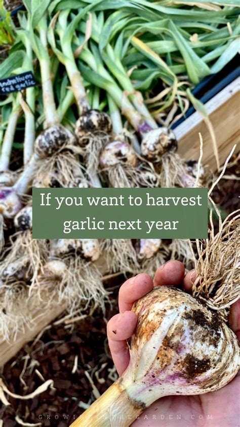 How To Plant Garlic Artofit