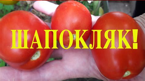 Томаты ШАПОКЛЯК - мясистые сливки. Сорта томатов. - YouTube