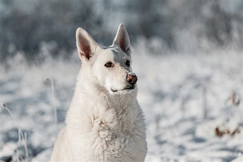 Why Do Dogs Have Wet Noses? Uncover The Fascinating Truth! - Dog Beds