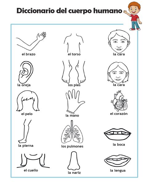 Hoja De Colorear Diccionario Del Cuerpo Humano Pdf