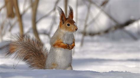 [100+] Winter Animal Wallpapers | Wallpapers.com