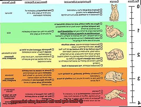 dog   lowest pain tolerance allfrbulldogscom
