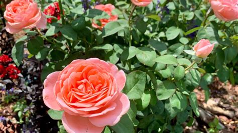 Sweet Mademoiselle Rose Peachy Pink To Apricot Fragrant Meilland