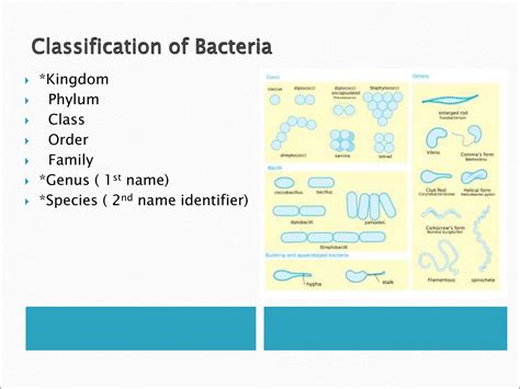 classificationofbacteriaclinicallyrelevantbacteriandyrmltpptxppt
