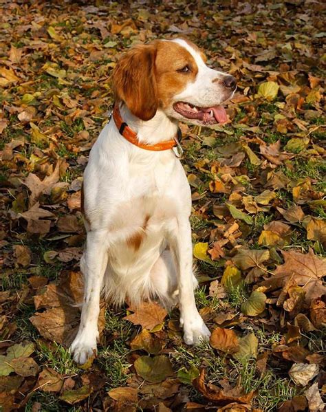 medium sized dogs  families