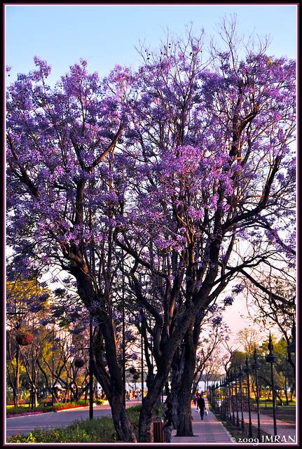 Purple Flowering Tree In Sunset Light Islamabad Pakistan Imran