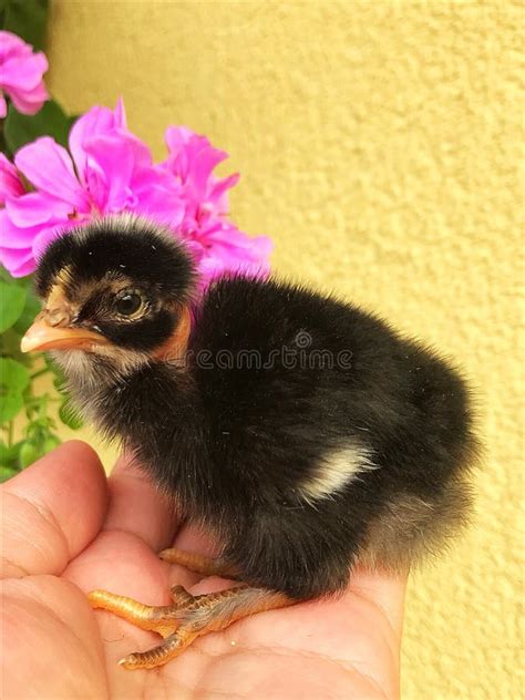 Turken Transylvanian Naked Neck Chicken Stock Photos Free Royalty