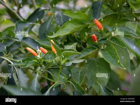 Spicy Hot Tabasco Peppers In Backyard Garden Stock Photo Alamy