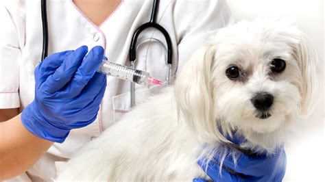 On Your Side: The pet vaccine debate | WSYX