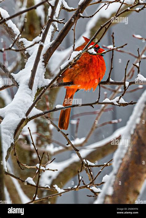 Northern Cardinal Cardinalis Cardinalis Male With A Long Tail With A