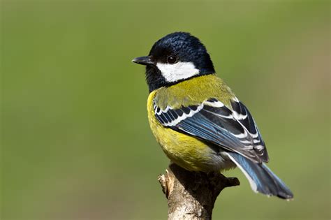СИНИЦЕВЫЕ (Paridae): spinyful — LiveJournal