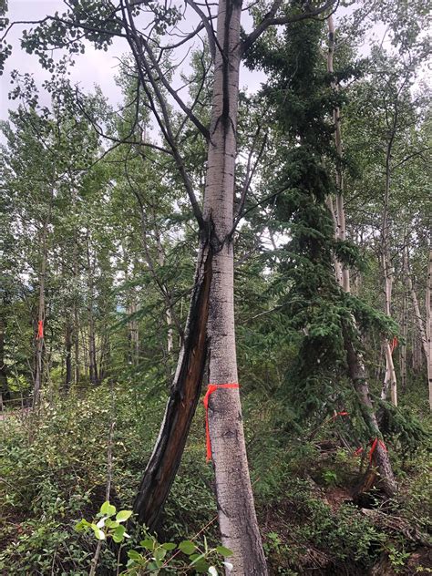 Melting permafrost splitting trees, threatening highways in Yukon - The