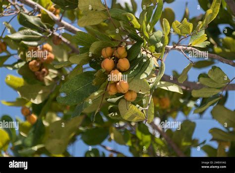 spherical orange seed pods  australian tuckeroo tree cupaniopsis
