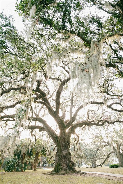 Live Oak Tree By Stocksy Contributor Maryanne Gobble Stocksy